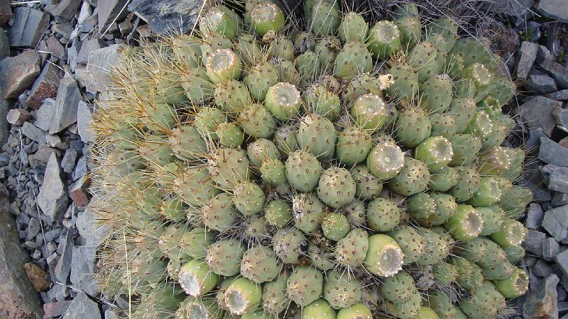 Illampu Trek Steves (167).JPG